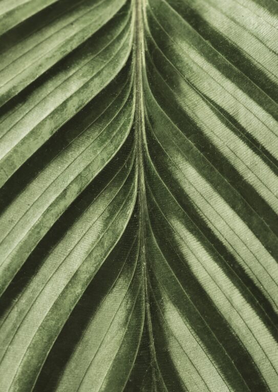 Calathea leaf background close up Calathea leaf background close up